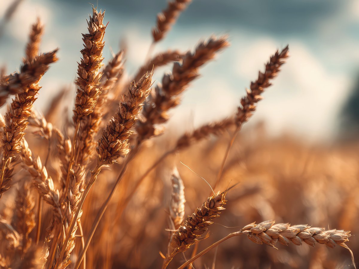 Fields at harvest